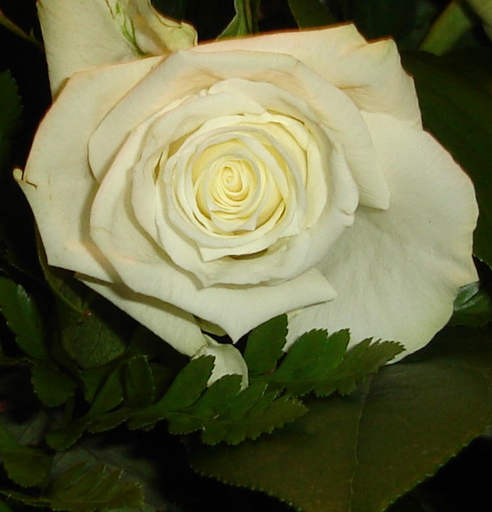 In Memoriam Gertjan van Guilik.